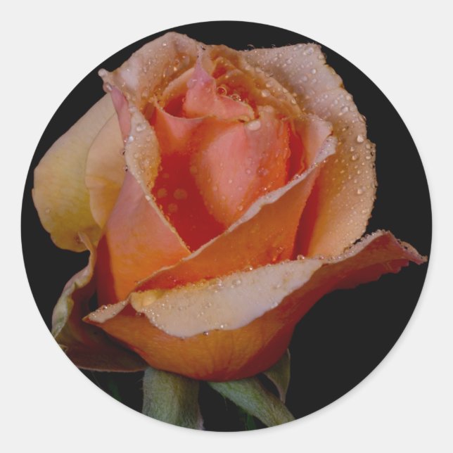 Orange Rose 3 Runder Aufkleber (Vorderseite)