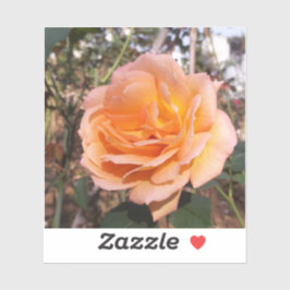 Orange Rose Aufkleber