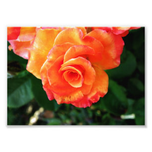 Orange Rose Blume Fotodruck