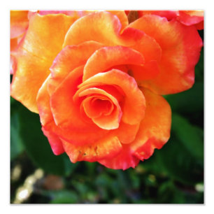 Orange Rose Blume Fotodruck