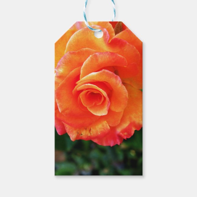 Orange Rose Blume Geschenkanhänger (Vorderseite)