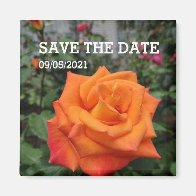 Orange-Rose-Blume-Magnet Magnet (Vorne)