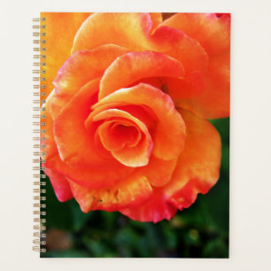 Orange Rose Blume Planer