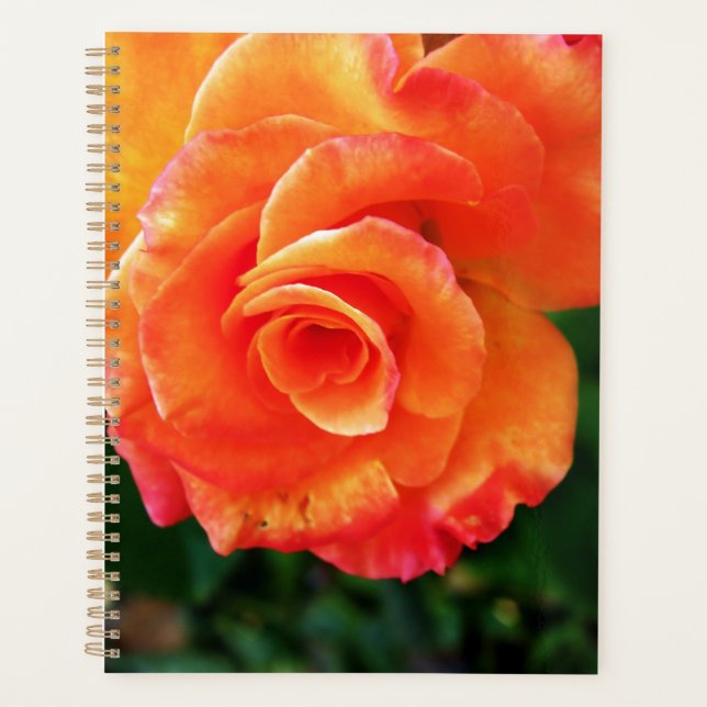 Orange Rose Blume Planer (Vorderseite)