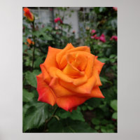 Orange Rose Blume Poster