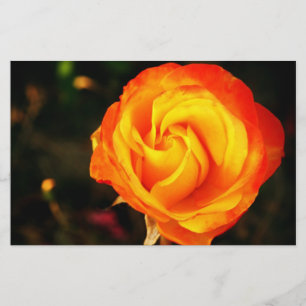 Orange Rose Briefpapier
