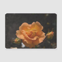 Orange Rose Bush