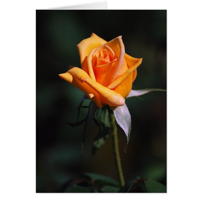 Orange Rose Card (Vorne)