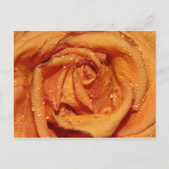Orange Rose Dewdrops Postkarte (Vorderseite)