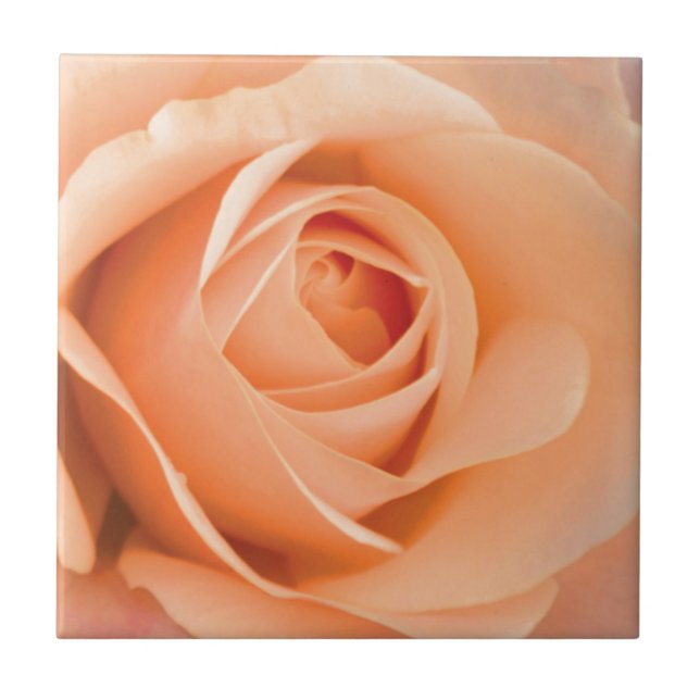 Orange Rose Fliese (Vorderseite)