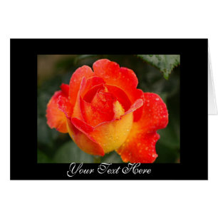 Orange Rose Floral