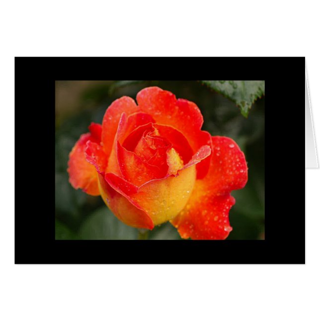 Orange Rose Floral (Vorderseite (Horizontal))