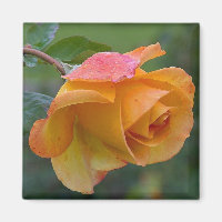 Orange Rose Floral 2