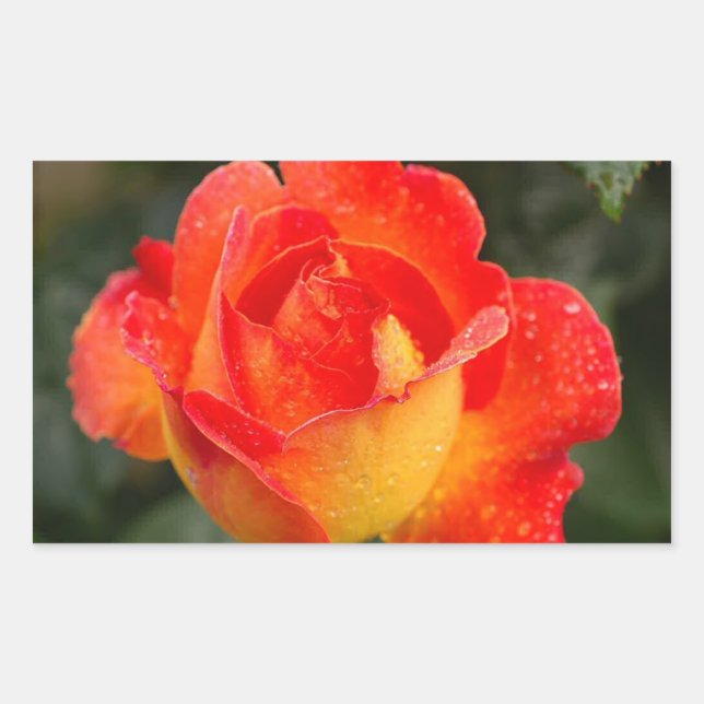 Orange Rose Floral Rechteckiger Aufkleber (Vorderseite)