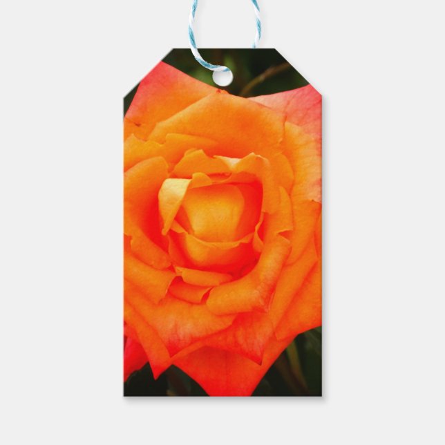 Orange Rose Foto Geschenk Tag Geschenkanhänger (Vorderseite)