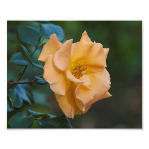 Orange Rose Fotodruck