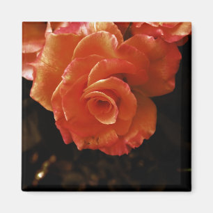 Orange Rose Fotografie Magnet