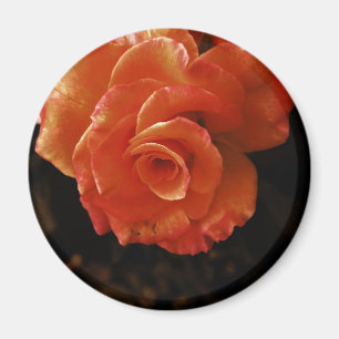 Orange Rose Fotografie Magnet