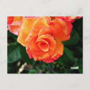 Orange Rose Fotografie Postkarte