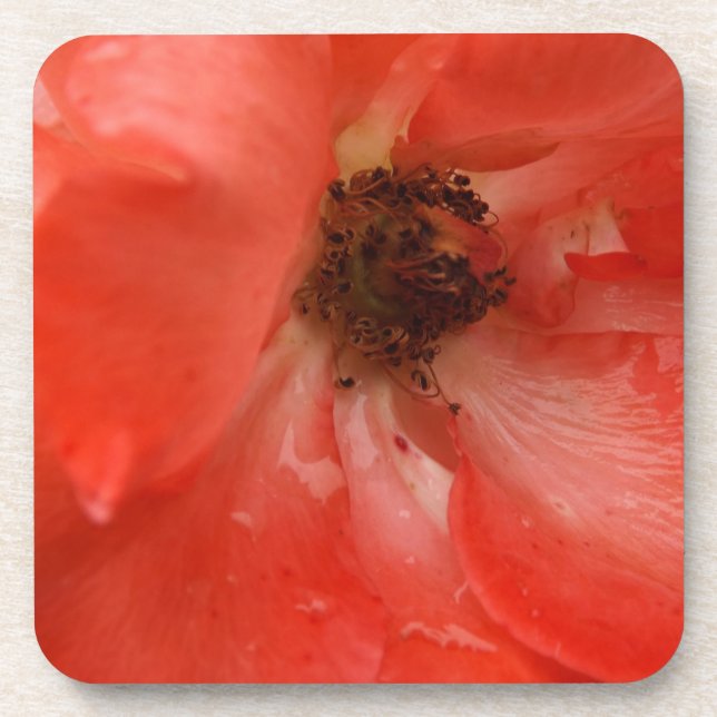 Orange Rose Getränkeuntersetzer (Vorderseite)