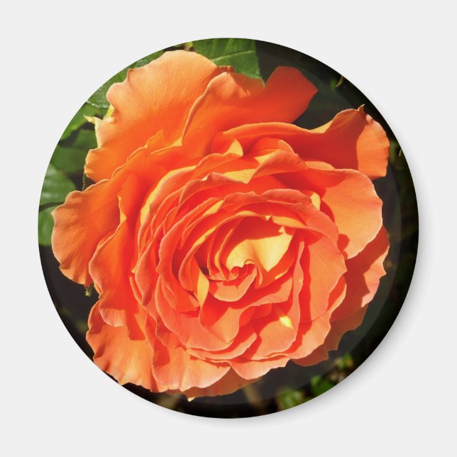 Orange Rose I Hübsch Magnet (Vorne)