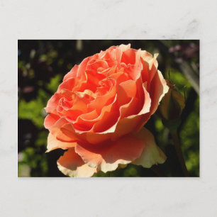 Orange Rose II Beautiful Floral Postkarte
