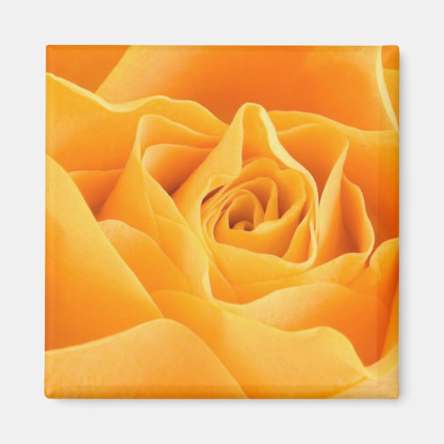 Orange Rose Magnet (Vorne)