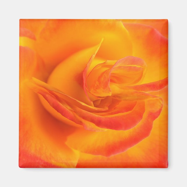 Orange Rose Magnet (Vorne)