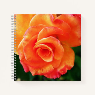 Orange Rose Notizbuch