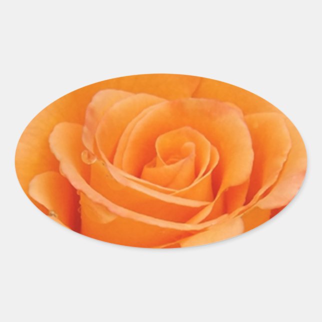 Orange Rose Ovaler Aufkleber (Vorderseite)