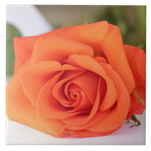 Orange Rose Petals Blume Floral Fliese