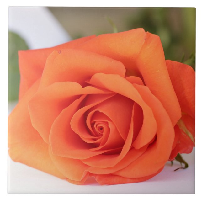 Orange Rose Petals Blume Floral Fliese (Vorderseite)