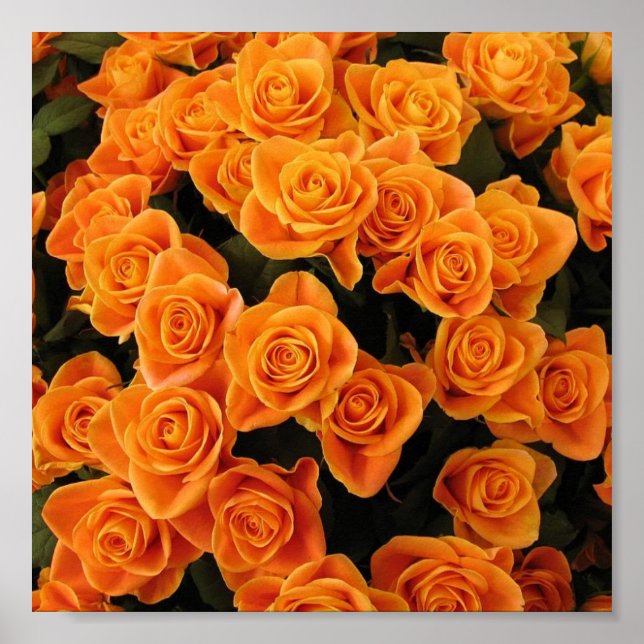 Orange Rose Poster (Vorne)