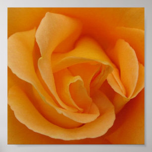Orange Rose Poster