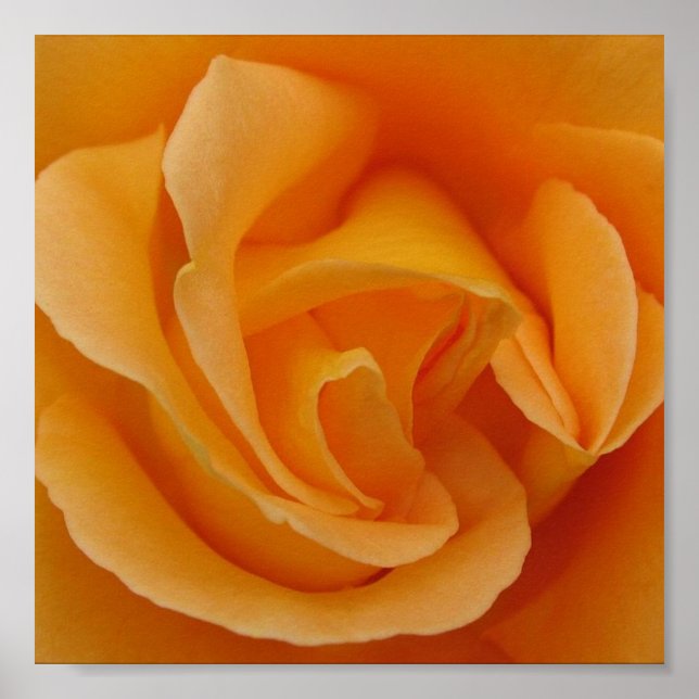 Orange Rose Poster (Vorne)
