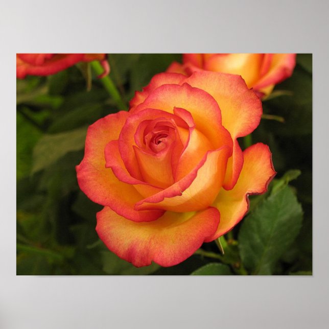 Orange Rose Poster (Vorne)