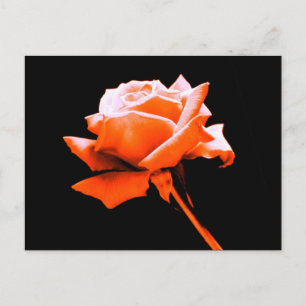 Orange Rose Postkarte