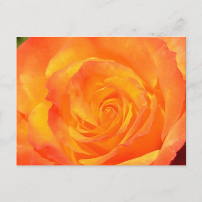 Orange Rose Postkarte (Vorderseite)