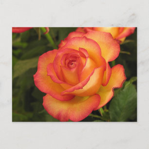 Orange Rose Postkarte