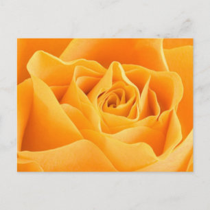 Orange Rose Postkarte