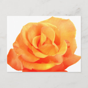 Orange Rose Postkarte