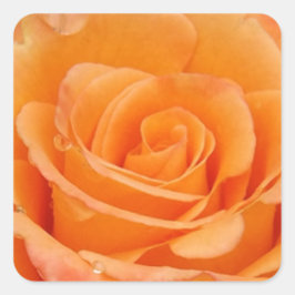 Orange Rose Quadratischer Aufkleber