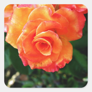 Orange Rose Quadratischer Aufkleber