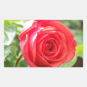 Orange Rose Rechteckiger Aufkleber