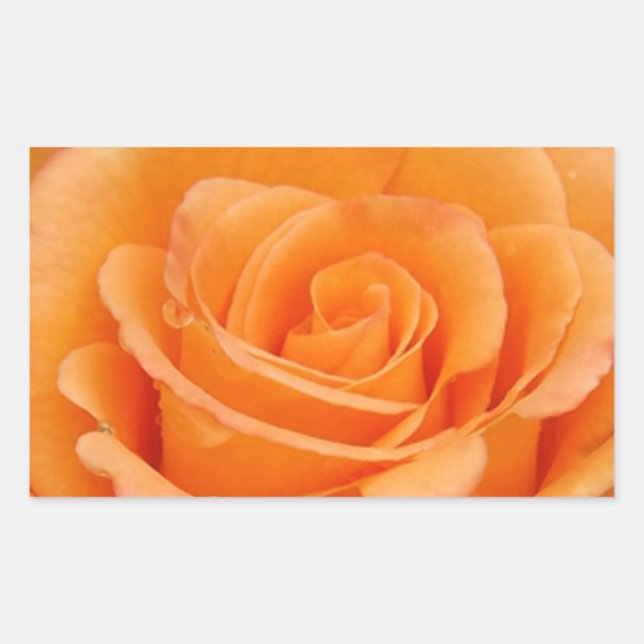 Orange Rose Rechteckiger Aufkleber (Vorderseite)
