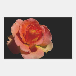 Orange Rose Rechteckiger Aufkleber