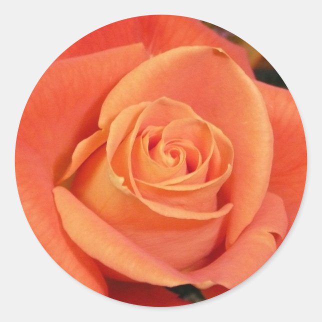 Orange Rose Runder Aufkleber (Vorderseite)