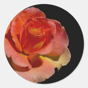 Orange Rose Runder Aufkleber