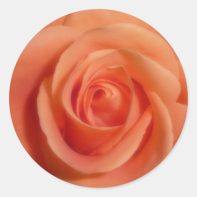 Orange Rose Runder Aufkleber (Vorderseite)