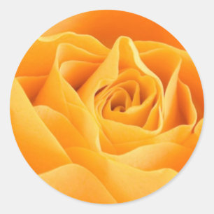 Orange Rose Runder Aufkleber